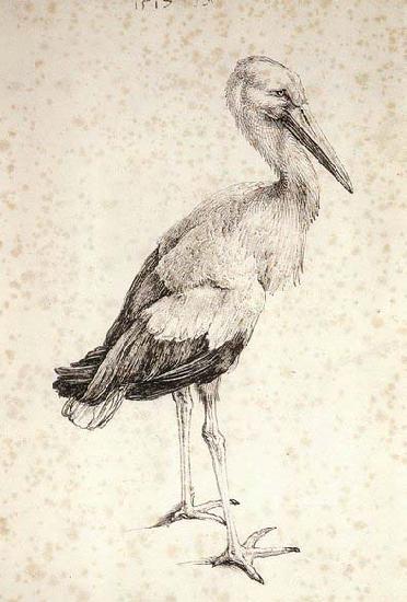 Albrecht Durer The Stork